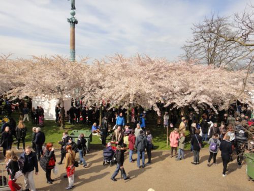 桜満開は奇跡的！