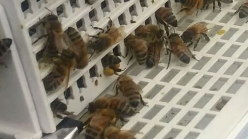写真中央、両足に花粉をつけた蜜蜂が網を通っています
