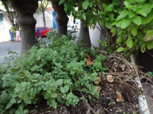 サンパウロの民家のスペースで栽培されるオレガノとバジル