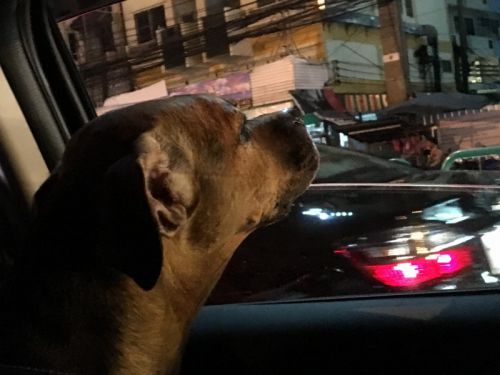 同乗していた愛犬もうんざり気味です