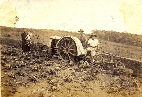 キャベツの収穫をする日本移民（写真提供・ブラジル日本文化福祉協会）