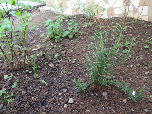 家庭菜園されたローズマリーやバジル、ミントなど