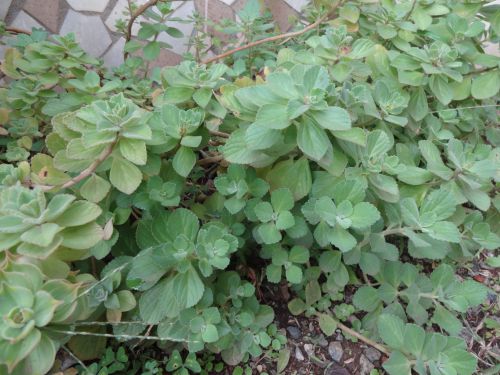 民家の庭で植えられている事も珍しくないボルド・ド・チリ