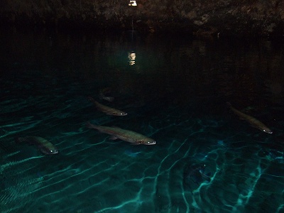 マスたちはよく可愛がられているのか、おいしそう（？！）に育っていました。