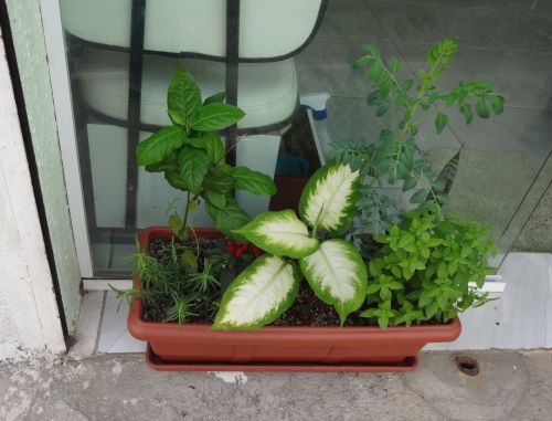 厄除けに寄せ植えされた七草。左からローズマリー、ギネ、トウガラシ、コンミーゴ・ニンゲン・ポーデ、アフーダ、エスパーダ、バジル