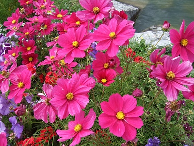 クラン・モンタナではコスモスが咲き、カラフルな雰囲気。もう秋……？