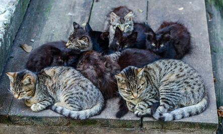 ポルトガルにも、たくさんの野良ネコが・・・。