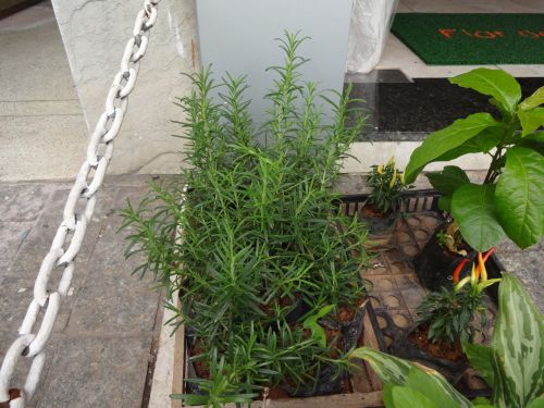 花屋さんの前で販売されるローズマリーの苗