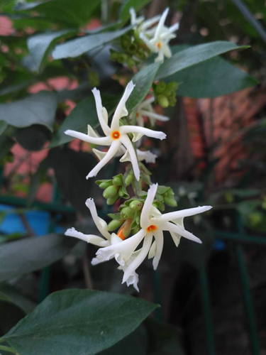 白い花びら、花芯はオレンジ。