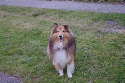 元気なころの愛犬