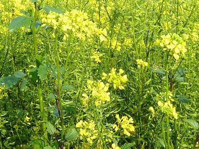 春に咲く菜の花(アブラナ)に似ていますが、からし菜だそう。ちなみにどちらもアブラナ科