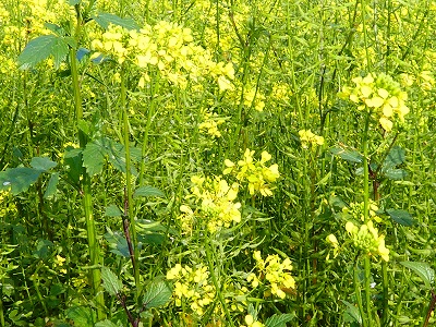 春に咲く菜の花（アブラナ）に似ていますが、からし菜だそう。ちなみにどちらもアブラナ科