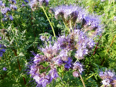 花の形がユニークなアンジェリア(ハゼリソウとも)