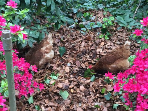 ２羽の鶏、何をしているのかな？