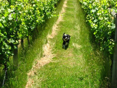 快走するコリー