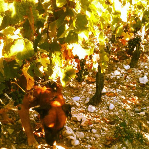 私たちと一緒にブドウ畑勤務中の友人の犬