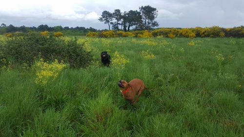 広大な敷地で悠々に過ごす犬たち
