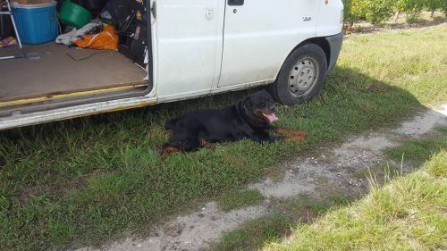 飼い主さんの仕事を見守る犬