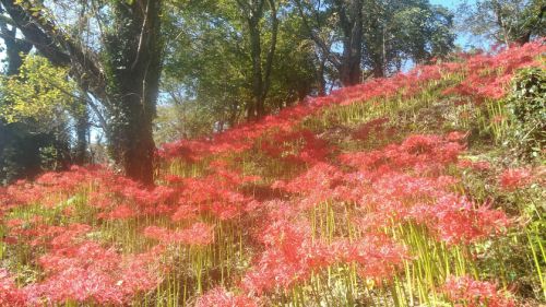 咲き誇る曼珠沙華