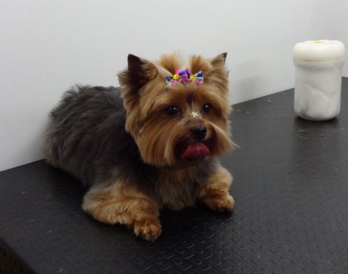 シャンプーとカットを終え、リボンで毛を束ね、鼻に星のキラキラシールを飾って飼い主のお迎えを待つマリアちゃん