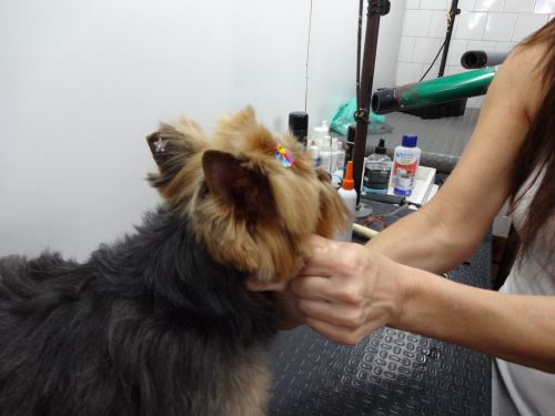 耳の裏にも星型のキラキラシール