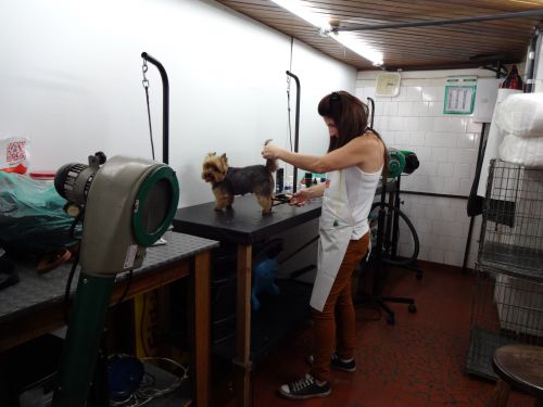 サンパウロ市内のペットサロンで犬の毛をカットするペット美容師