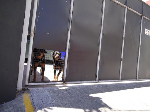 会社の敷地内で番犬として飼われているロットワイラー