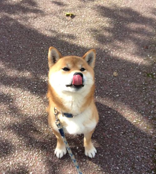 初めまして! ハチ