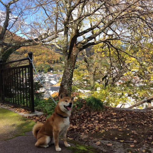 飼い主がトイレにいっている間、静かに待っているハチ