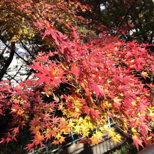 城山公園の紅葉（ハチと眺める）