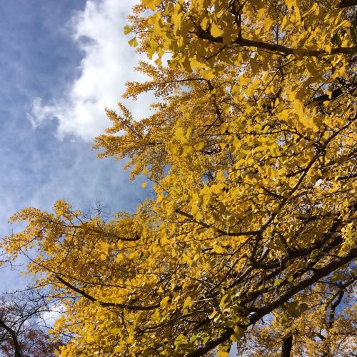 城山公園の紅葉2