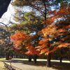 紅葉独り占め、野川公園