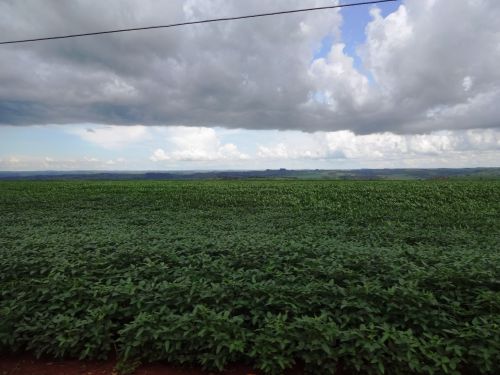 大豆畑が広がるパラナ州北部の風景
