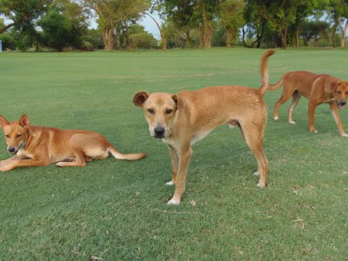 決して痩せこけていないバンコクの野良犬