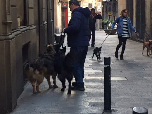 2匹の犬を連れている飼い主が多い！