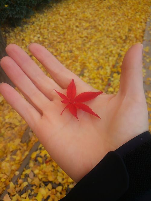 イチョウの黄色い落ち葉の上に見つけた真っ赤なモミジ