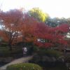 紅葉見納め。大田黒公園