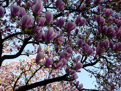 大きな街路樹のモクレンが、一斉に花開き遠くからでも目立っていました。
