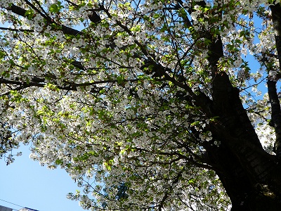 サクラも満開で、すでに桜吹雪を散らしていました……。