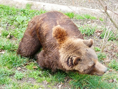 春の香りを楽しんでいるのか、虫を探しているのか……。クマ公園のクマ君。