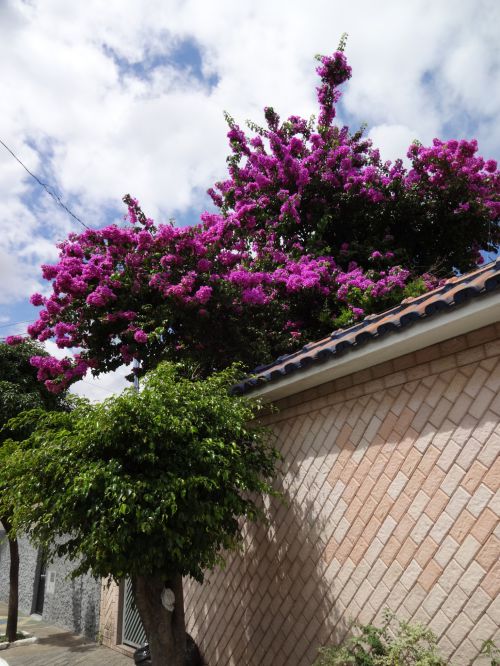 3月、ブラジルの秋分の日を過ぎてサンパウロ市内で咲いているブーゲンビリア