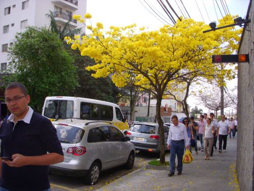 サンパウロ市内に咲くイペー・アマレーロ