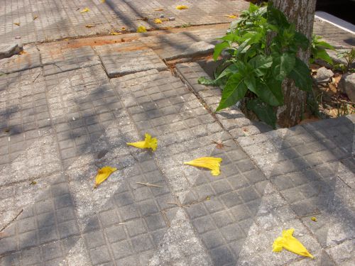 サンパウロ市内で散ったイペー・アマレーロ