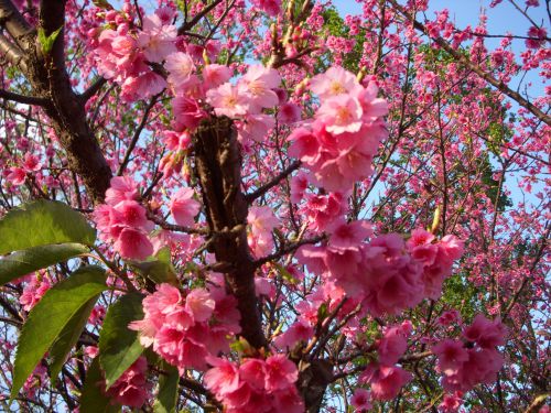 サンパウロ市内の公共公園のカンヒザクラ