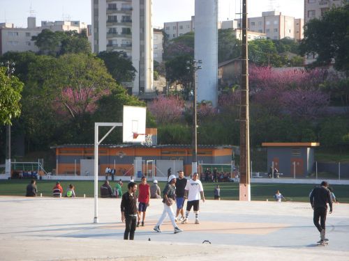 サンパウロ市内の公共公園の向こうで満開のカンヒザクラ