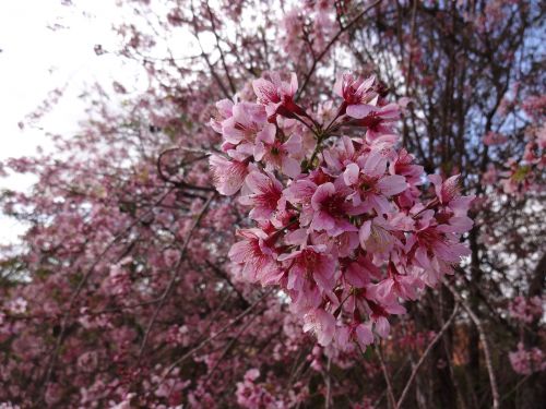 サンパウロ市郊外で咲いていた桜