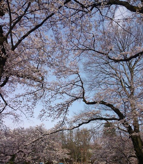 見上げるとピンク色のサクラの空。