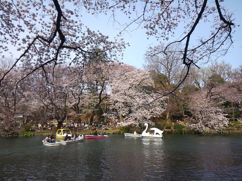 ボートに乗りながら花見。