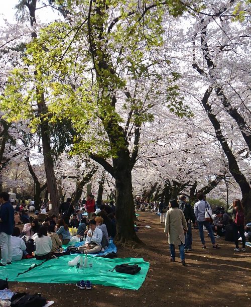 ブルーシートを敷いて昼間から宴会!