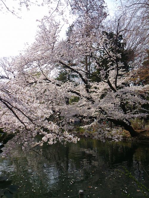 水面に映るサクラや浮かぶ花びらも美しいです。